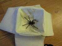 7. Dose leicht befeuchten und die Spinne vorsichtig in die Dose dirigieren